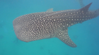 ジンベエザメのサファリ(LUX* South Ari Atoll) - 私たちのLUX