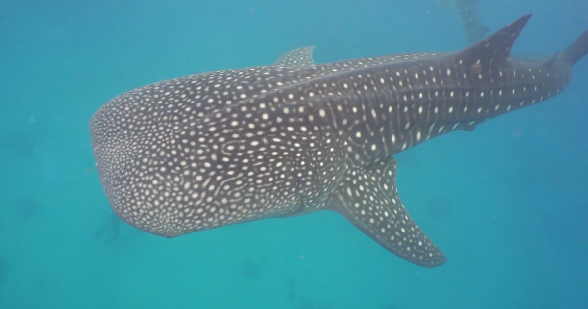 ジンベエザメのサファリ(LUX* South Ari Atoll) - 私たちのLUXモルディブ